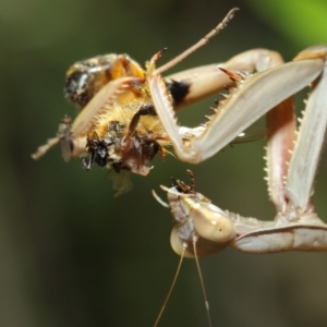 Archimantis sp. (genus) at Evatt, ACT - 3 Mar 2018 12:24 PM