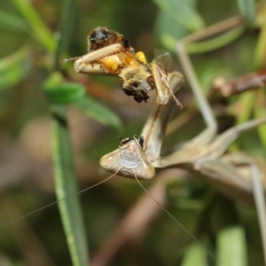 Archimantis sp. (genus) at Evatt, ACT - 3 Mar 2018 12:24 PM