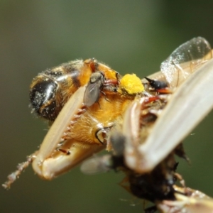 Milichiidae (family) at Evatt, ACT - 3 Mar 2018 12:24 PM