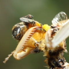 Milichiidae (family) at Evatt, ACT - 3 Mar 2018 12:24 PM