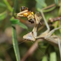 Milichiidae (family) at Evatt, ACT - 3 Mar 2018