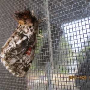 Aglaosoma variegata at Wonboyn, NSW - 28 Jan 2020