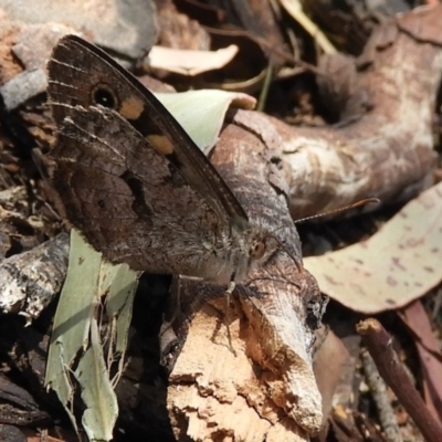 Geitoneura klugii (Marbled Xenica) at Hackett, ACT - 25 Jan 2020 by Christine