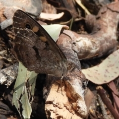 Geitoneura klugii (Klug's Xenica / Marbled Xenica) at Hackett, ACT - 25 Jan 2020 by Christine