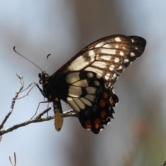 Papilio anactus (Dainty Swallowtail) at Hackett, ACT - 25 Jan 2020 by Christine