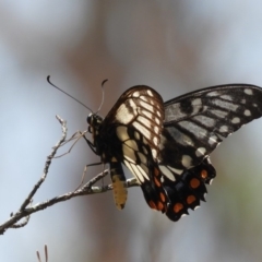 Papilio anactus at Hackett, ACT - 25 Jan 2020 12:01 PM