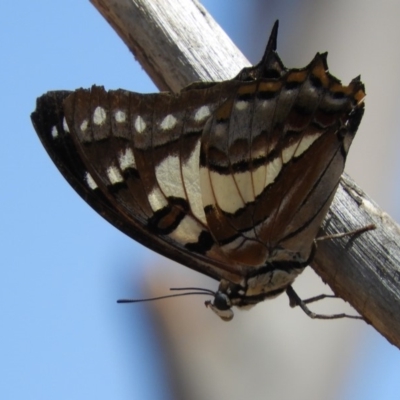 Charaxes sempronius (Tailed Emperor) at Hackett, ACT - 25 Jan 2020 by Christine