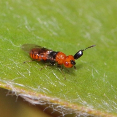 Aeschylia sp. (genus) (A parasitic wasp) at Evatt, ACT - 6 Dec 2016 by TimL