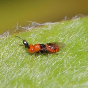 Aeschylia sp. (genus) at Evatt, ACT - 6 Dec 2016