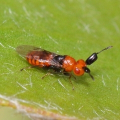 Aeschylia sp. (genus) at Evatt, ACT - 6 Dec 2016