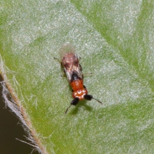 Aeschylia sp. (genus) at Evatt, ACT - 6 Dec 2016