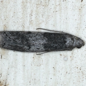 Aphomia baryptera at Ainslie, ACT - 1 Feb 2020