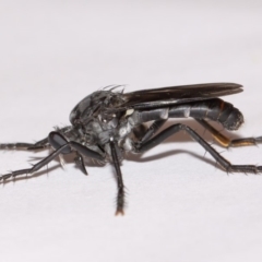 Apothechyla sp. (genus) (Robber fly) at Evatt, ACT - 18 Dec 2016 by TimL