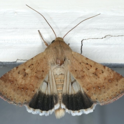 Helicoverpa punctigera (Native Budworm) at Ainslie, ACT - 1 Feb 2020 by jb2602