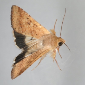 Helicoverpa punctigera at Ainslie, ACT - 1 Feb 2020