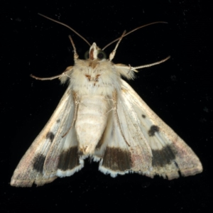 Helicoverpa punctigera at Ainslie, ACT - 1 Feb 2020