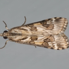 Nomophila corticalis (A Snout Moth) at Ainslie, ACT - 1 Feb 2020 by jbromilow50