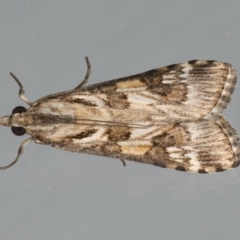 Nomophila corticalis (A Crambid moth (Spilomelinae) at Ainslie, ACT - 1 Feb 2020 by jb2602
