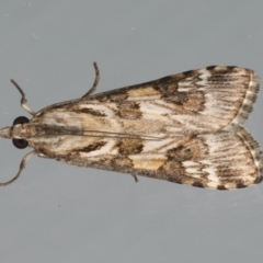 Nomophila corticalis (A Snout Moth) at Ainslie, ACT - 1 Feb 2020 by jb2602