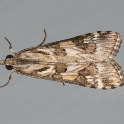 Nomophila corticalis (A Crambid moth (Spilomelinae) at Ainslie, ACT - 1 Feb 2020 by jb2602