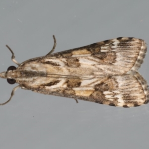 Nomophila corticalis at Ainslie, ACT - 1 Feb 2020