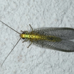 Italochrysa insignis (A Green Lacewing) at Ainslie, ACT - 1 Feb 2020 by jb2602