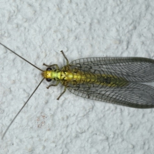 Italochrysa insignis at Ainslie, ACT - 1 Feb 2020