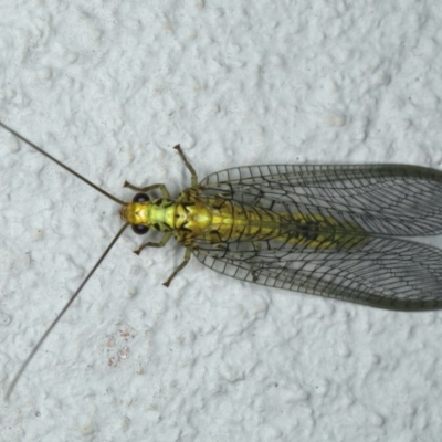 Italochrysa insignis (A Green Lacewing) at Ainslie, ACT - 1 Feb 2020 by jbromilow50