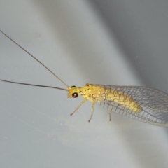 Calochrysa extranea (A green lacewing) at Ainslie, ACT - 1 Feb 2020 by jbromilow50