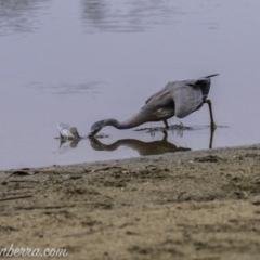 Egretta novaehollandiae (White-faced Heron) at Campbell, ACT - 19 Jan 2020 by JonSteinbeck