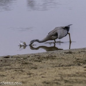 Egretta novaehollandiae at Campbell, ACT - 19 Jan 2020 06:33 AM