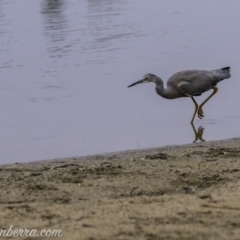 Egretta novaehollandiae at Campbell, ACT - 19 Jan 2020