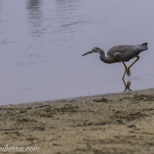 Egretta novaehollandiae at Campbell, ACT - 19 Jan 2020 06:33 AM