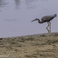 Egretta novaehollandiae at Campbell, ACT - 19 Jan 2020 06:33 AM