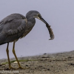 Egretta novaehollandiae at Campbell, ACT - 19 Jan 2020