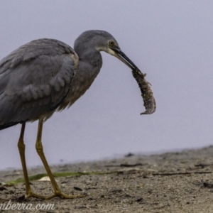 Egretta novaehollandiae at Campbell, ACT - 19 Jan 2020 06:33 AM