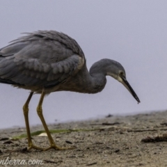 Egretta novaehollandiae at Campbell, ACT - 19 Jan 2020