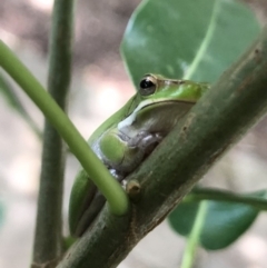 Litoria fallax at Wattamolla, NSW - 2 Feb 2020