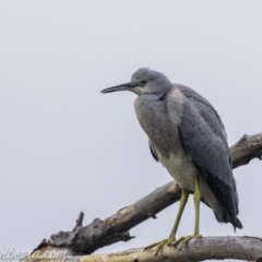 Egretta novaehollandiae (White-faced Heron) at Campbell, ACT - 19 Jan 2020 by JonSteinbeck