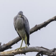 Egretta novaehollandiae at Campbell, ACT - 19 Jan 2020