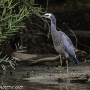 Egretta novaehollandiae at Campbell, ACT - 19 Jan 2020 06:58 AM