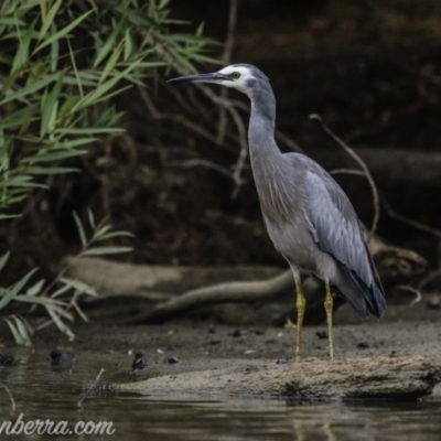 Egretta novaehollandiae (White-faced Heron) at Campbell, ACT - 18 Jan 2020 by BIrdsinCanberra