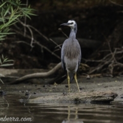 Egretta novaehollandiae at Campbell, ACT - 19 Jan 2020 06:58 AM