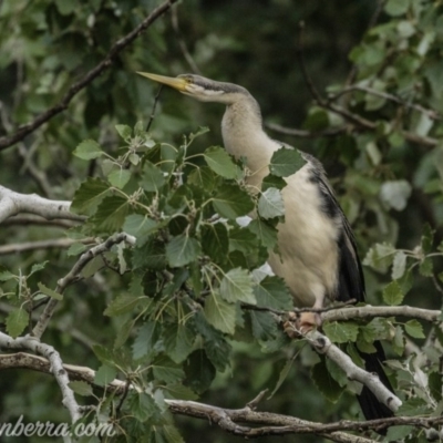Anhinga novaehollandiae (Australasian Darter) at Campbell, ACT - 19 Jan 2020 by JonSteinbeck