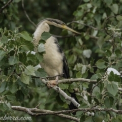 Anhinga novaehollandiae at Campbell, ACT - 19 Jan 2020