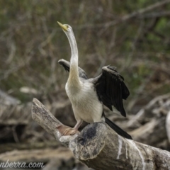 Anhinga novaehollandiae (Australasian Darter) at Kingston, ACT - 18 Jan 2020 by BIrdsinCanberra