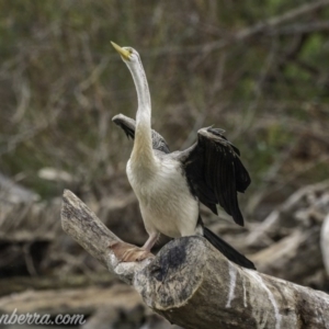 Anhinga novaehollandiae at Kingston, ACT - 19 Jan 2020