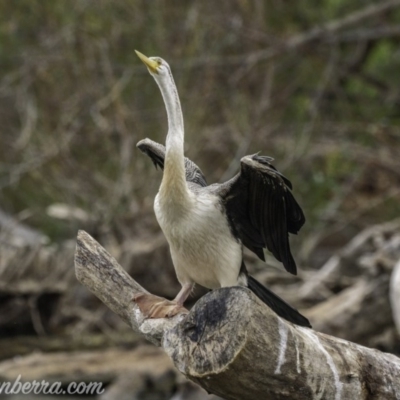 Anhinga novaehollandiae (Australasian Darter) at Kingston, ACT - 19 Jan 2020 by JonSteinbeck