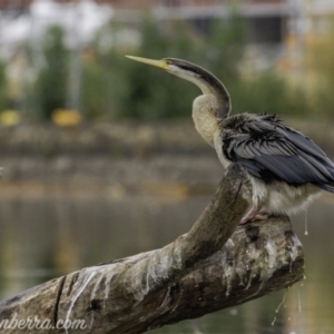 Anhinga novaehollandiae at Kingston, ACT - 19 Jan 2020