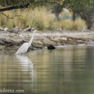 Ardea alba at Barton, ACT - 19 Jan 2020